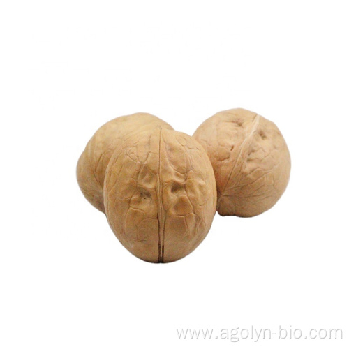 New Crop High Quality Shelled Raw Xin2 Walnuts